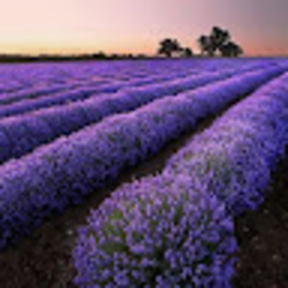 Meet your Posher, Alaina - Picture 1 of 1